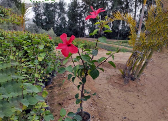 05prod hibiscus rosa sinensis
