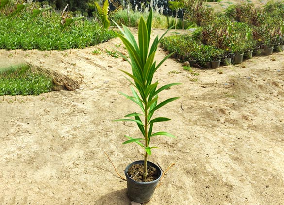 06prod-nerium-oleander