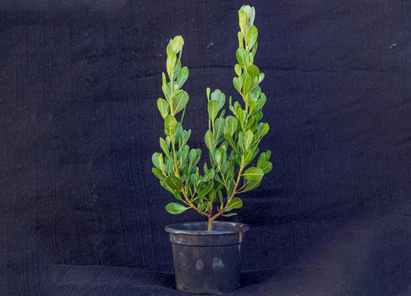 08prod conocarpus eerectus