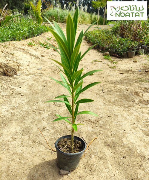 prod nerium oleander
