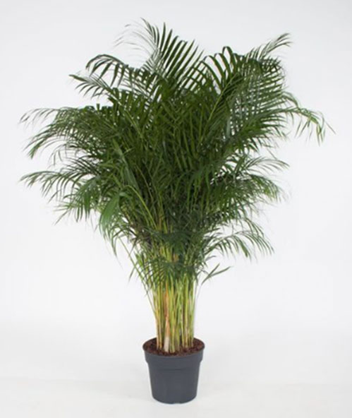 prod dypsis lutescens new