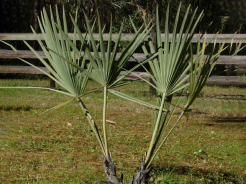 blog Hyphaene palm new
