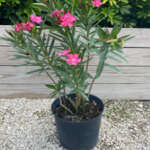 blog Nerium oleander 5