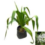 Crinum Asiaticum (Spider Lily)